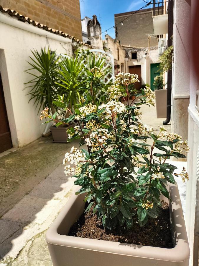 Blue Moon Bed and Breakfast Spinazzola Εξωτερικό φωτογραφία